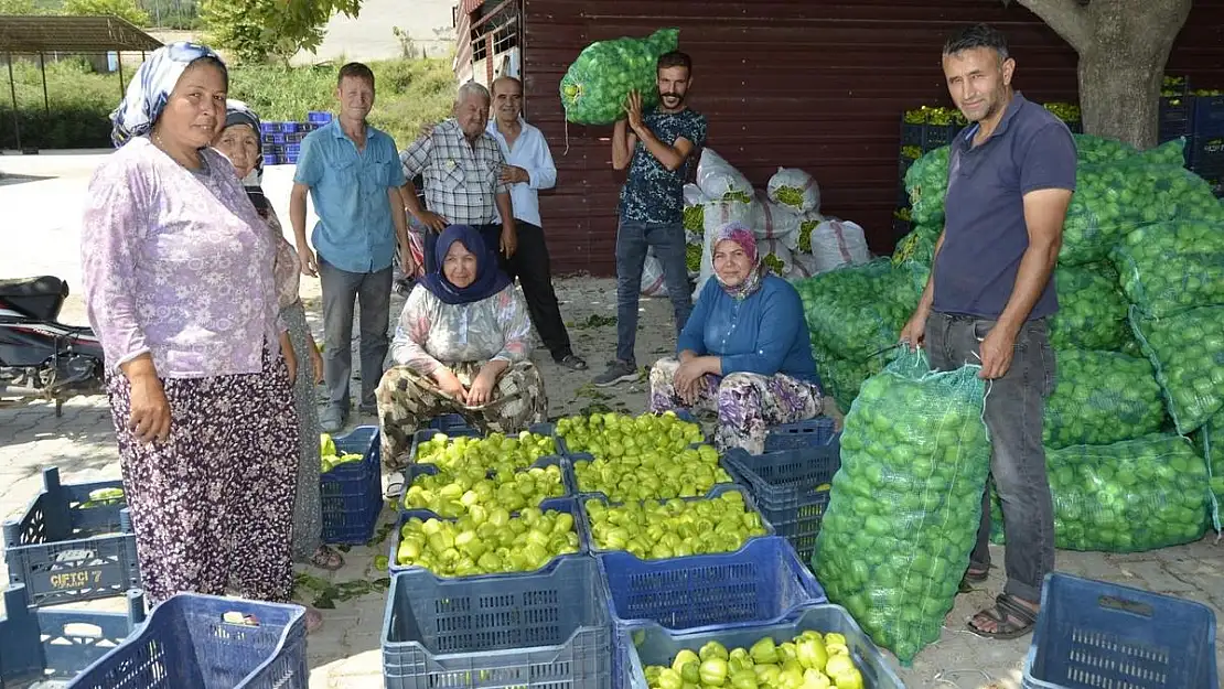 Torbalı Ovası’nda günde 50 ton biber hasadı yapılıyor