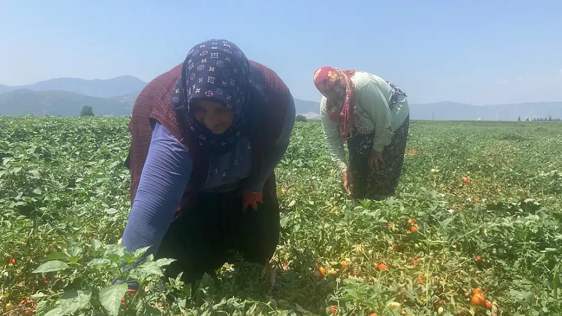 Torbalı Ovası'nda kadınlar çok çalışıyor, az kazanıyor