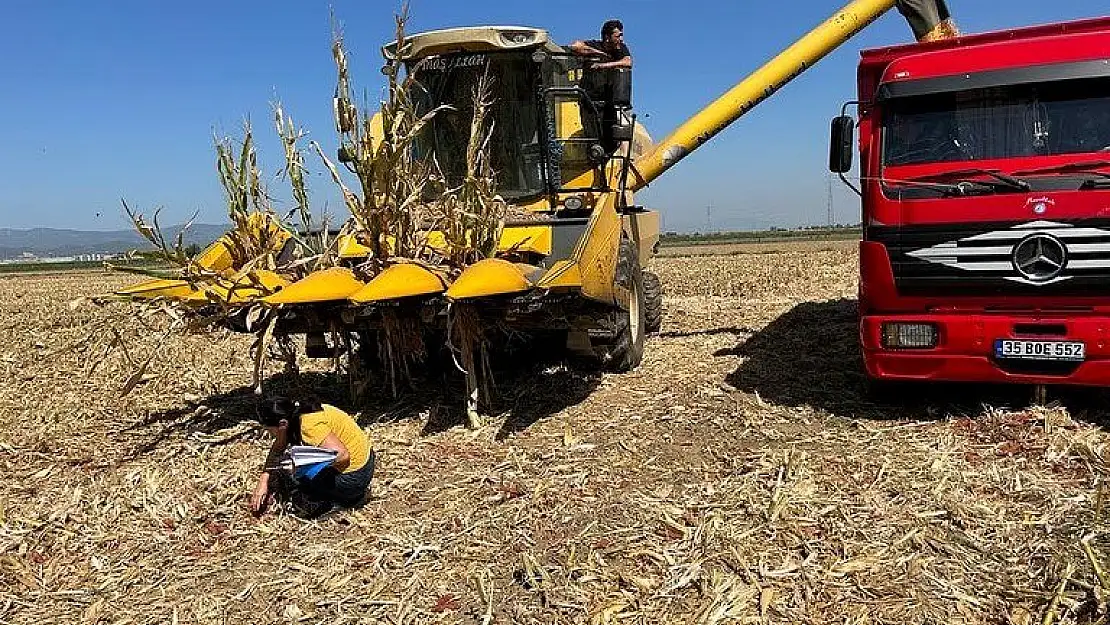 Torbalı Ovası’nda silajlık mısır hasadı başladı