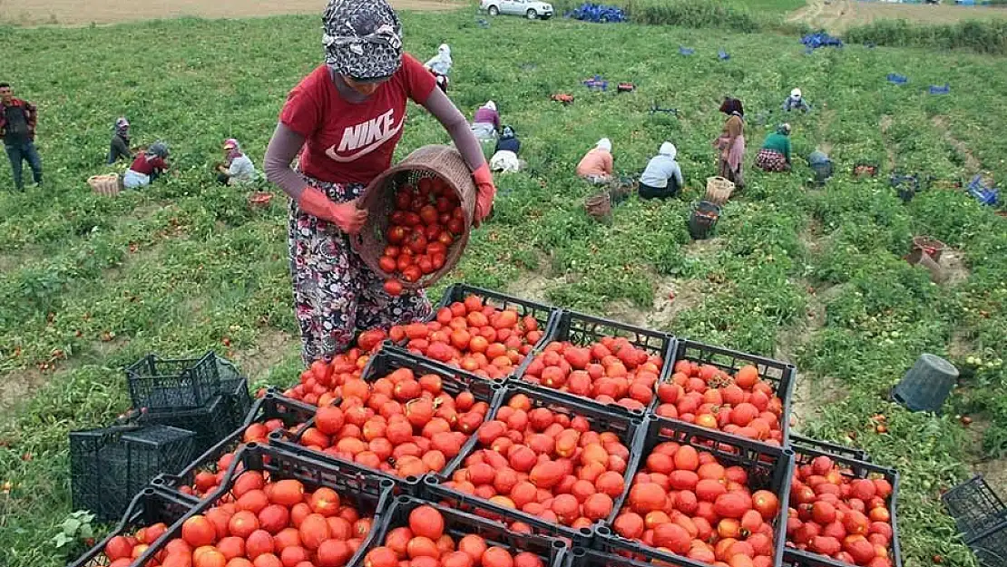 Torbalı Ovası’nda tarım işçileri yevmiyesi belirlendi