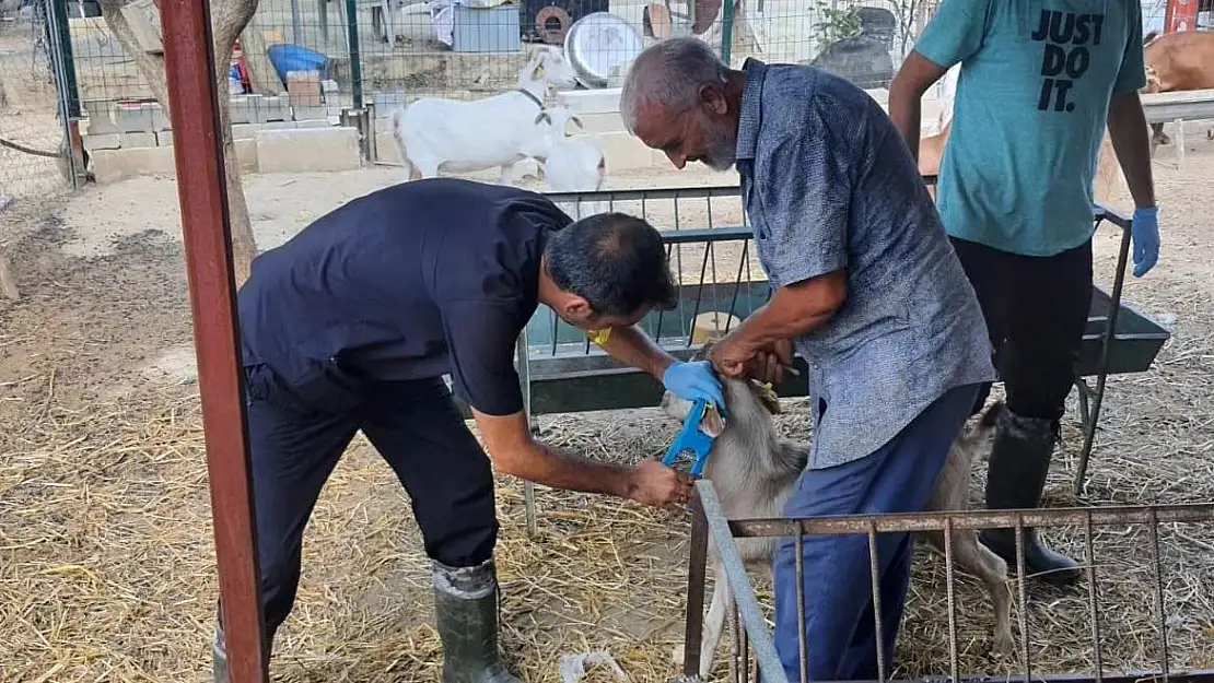 Torbalı’da aşılama ve küpeleme seferberliği