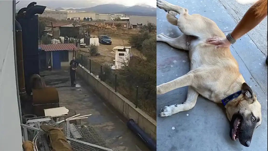 Torbalı’da bekçi köpeğini silahla vurdular