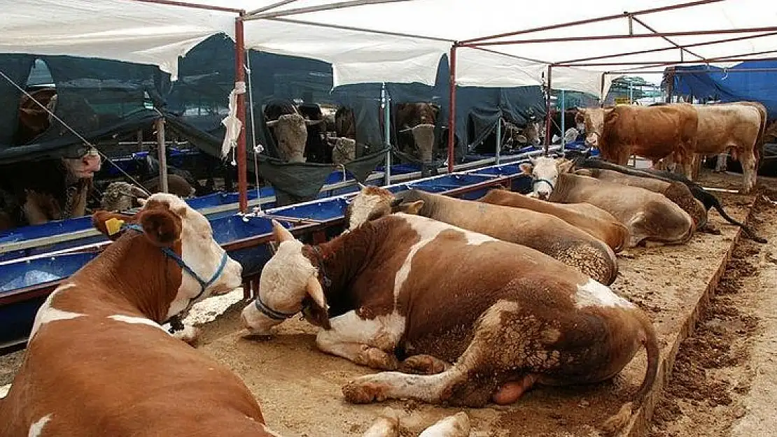 Torbalı'da en uygun kurbanlık fiyatı 70 bin lira