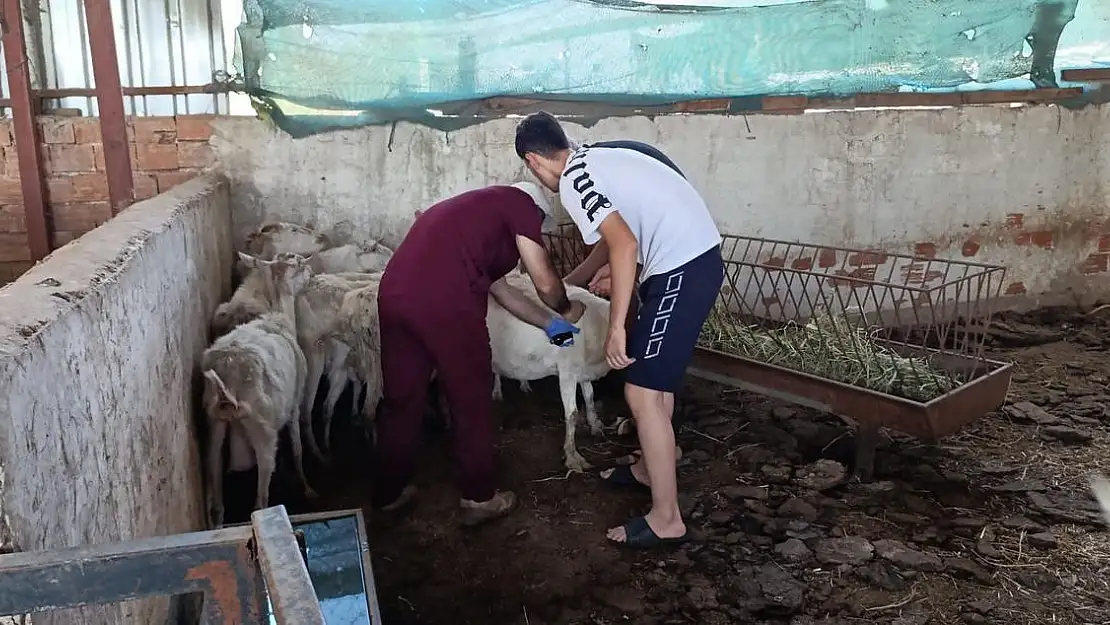 Torbalı’da hayvan hastalıklarına karşı aşı seferberliği