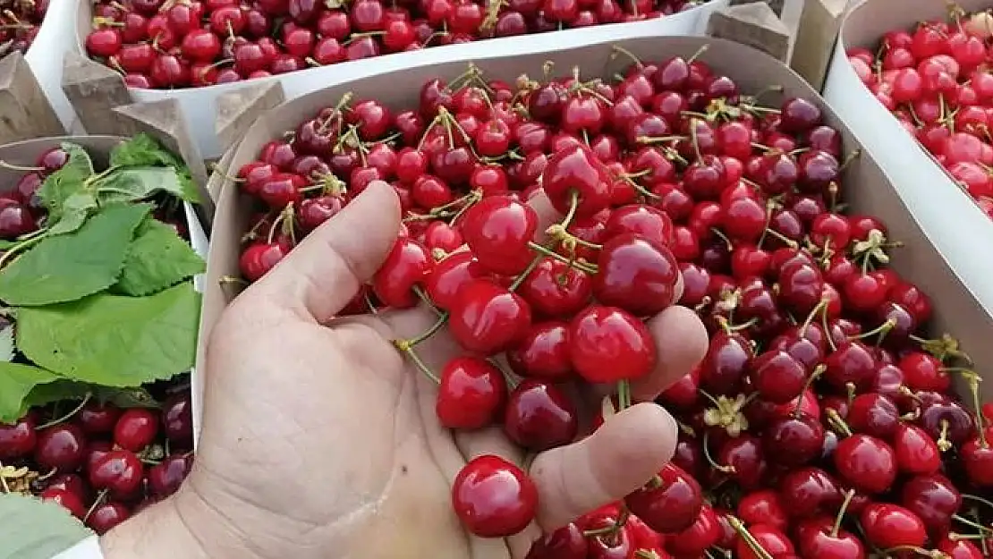 Torbalı’da kiraz sezonu açıldı