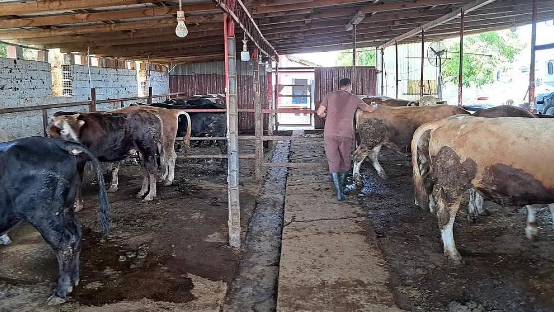 Torbalı’da şap hastalığına karşı seferberlik başladı