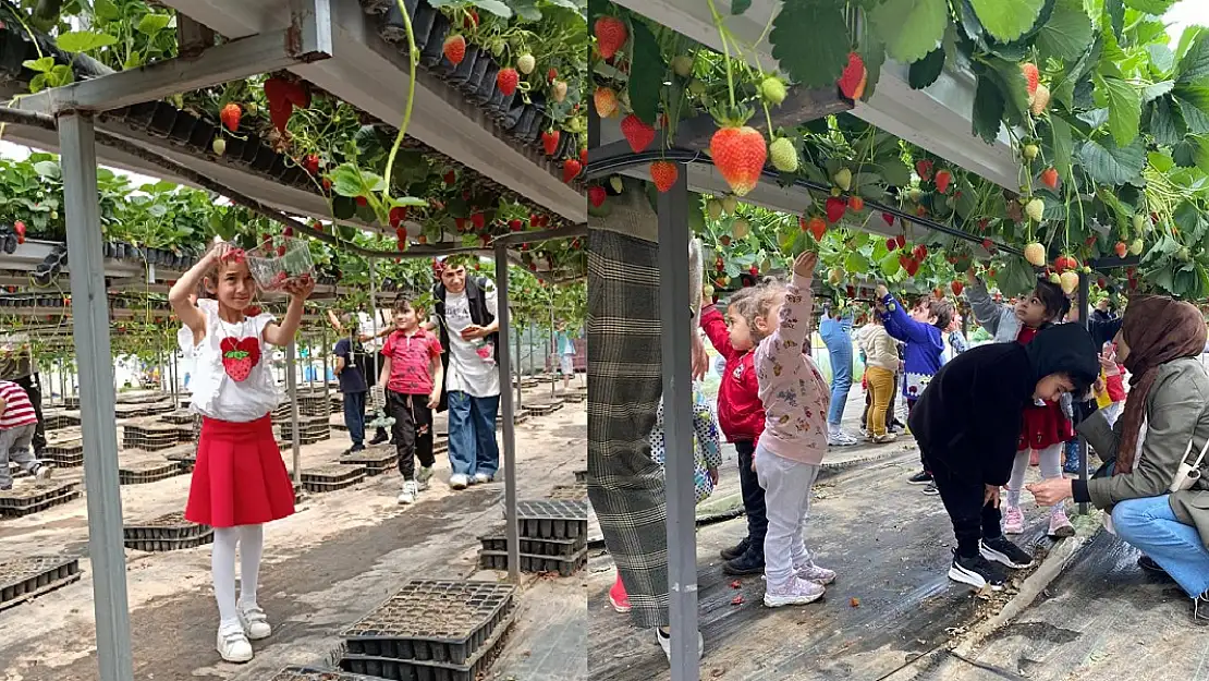 Torbalı’da topraksız çilek üretimi gelişiyor