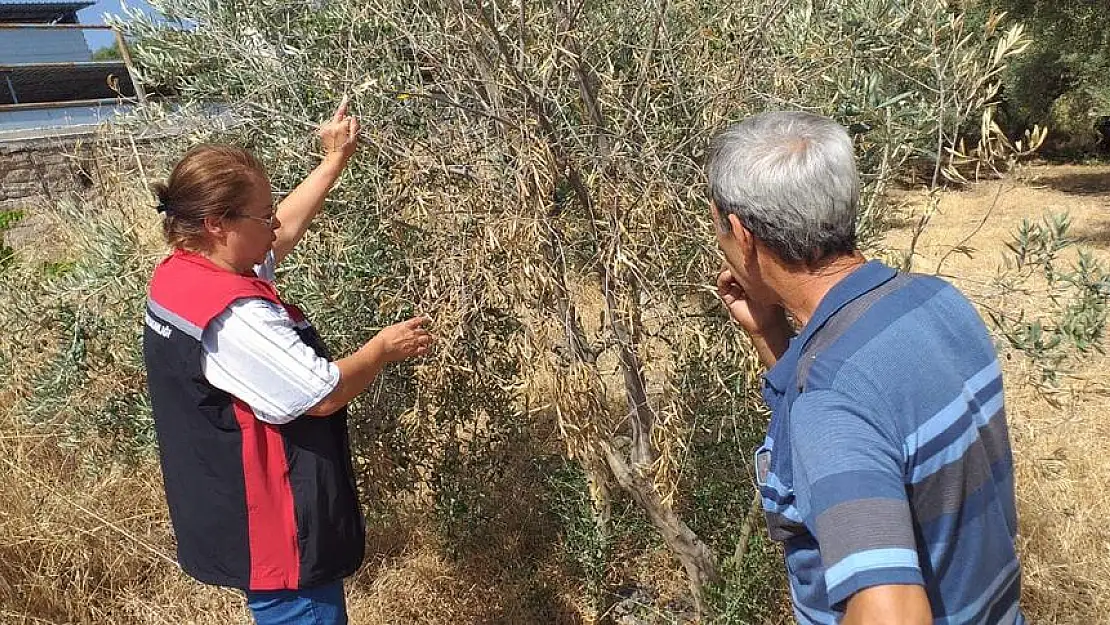 Torbalı’da zeytin üreticisi bilgilendiriliyor