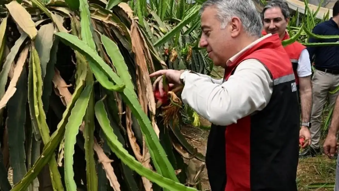 Torbalı’dan Avrupa’ya ejder meyvesi ihracatı