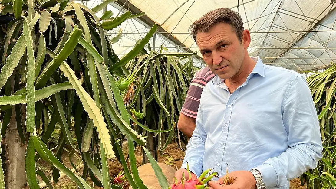 Torbalı'nın ejderinde hasat devam ediyor