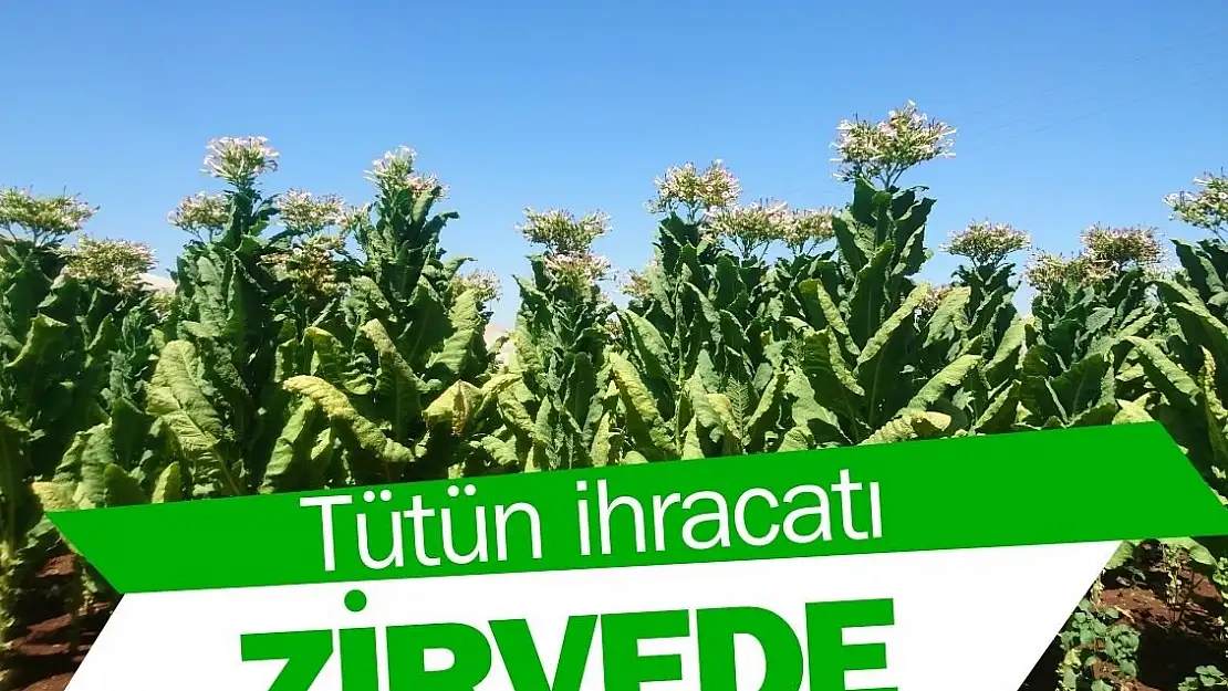 Tütün sektöründe zirve ihracat