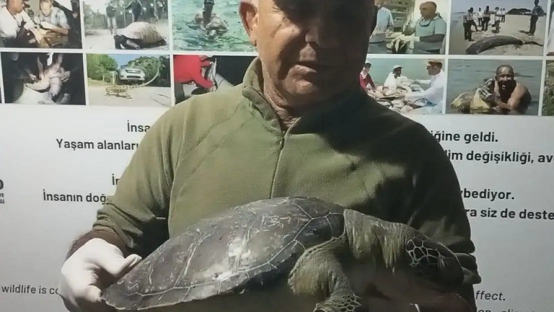 Üç yeşil deniz kaplumbağası sahile vurdu