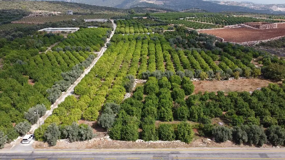 Üreticinin umudu depoluk limonda