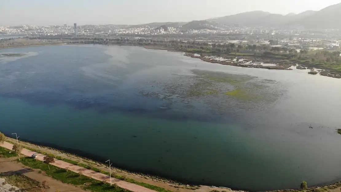 Uzmanından kritik uyarı! İzmir İnciraltı Sahili'nde deniz marulu alarmı