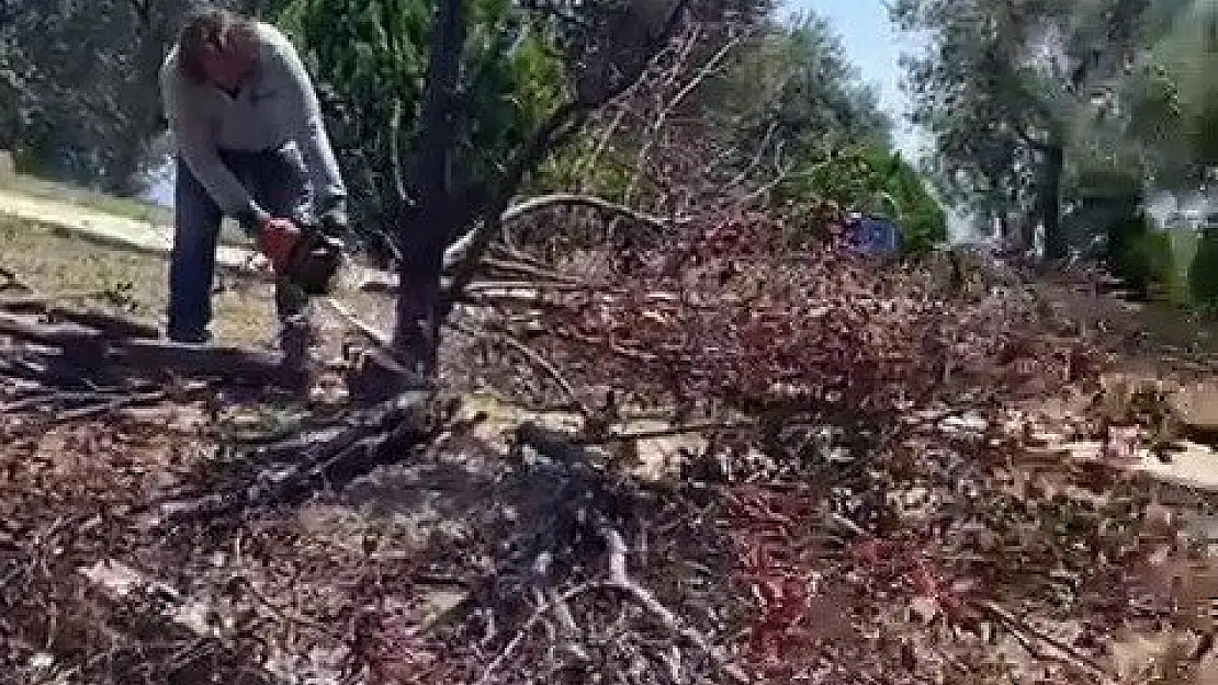 Vatandaşlardan Bornova Belediyesi’ne ağaç kesim tepkisi