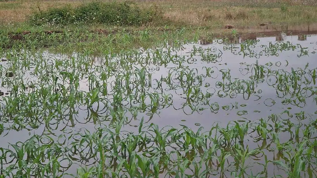 Yağışlar çiftçiyi fena vurdu