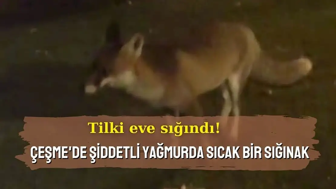 Yağmurda aç kalan tilki komşu ziyareti yapmıştı: Yine geldi