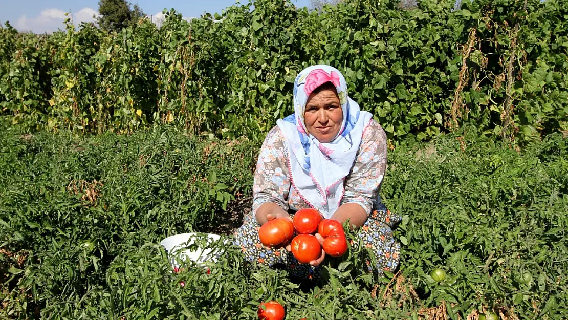 Yamanlar 'Domates Şenliği' ile yeniden doğuyor!