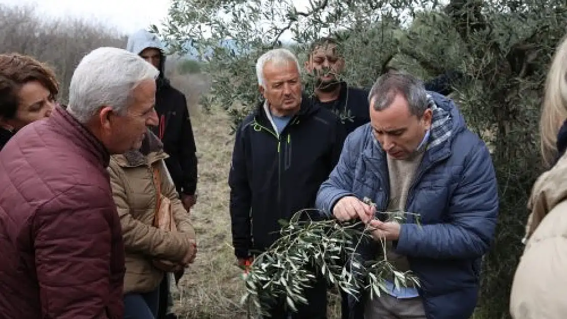 Yaşam köyünde zeytin ağacı budama eğitimi