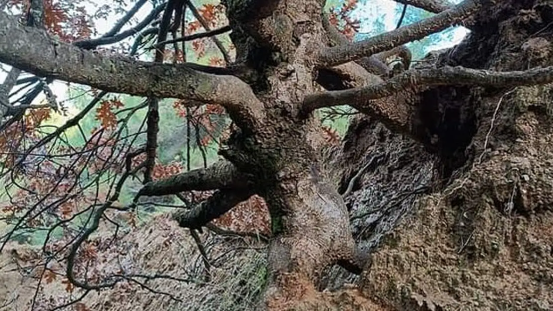 Yaşlı meşe ağacı görenleri şaşırtıyor