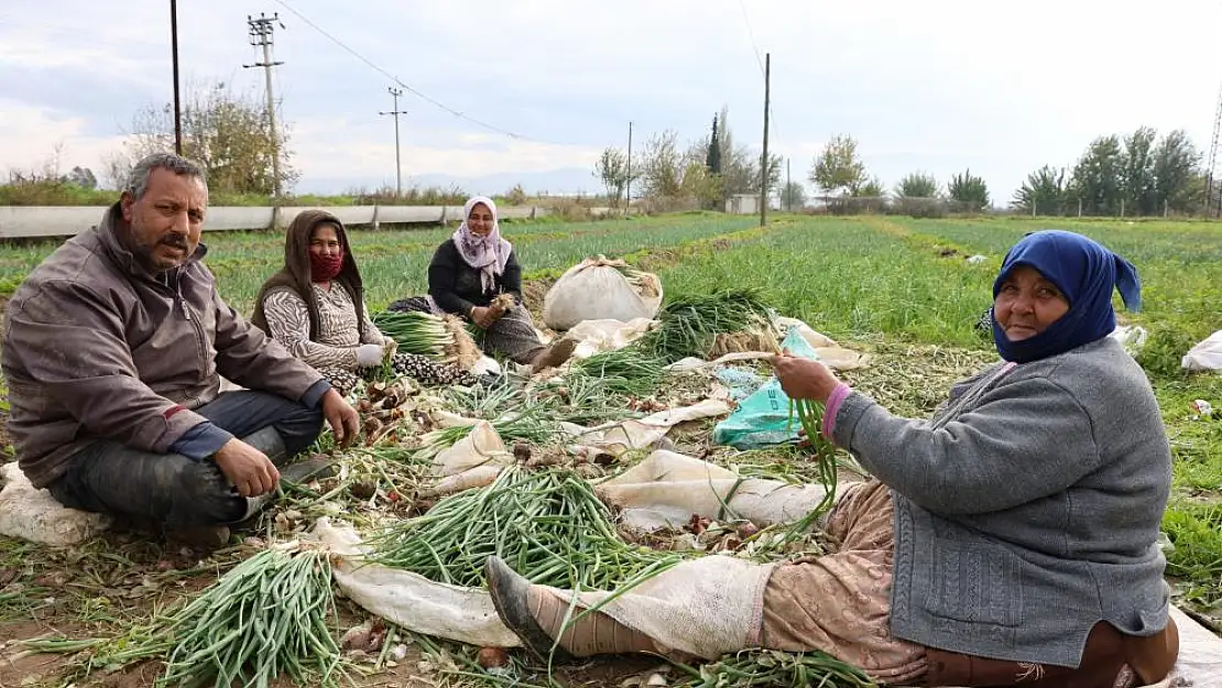 Yeşil soğan bu yıl üreticisini memnun etti