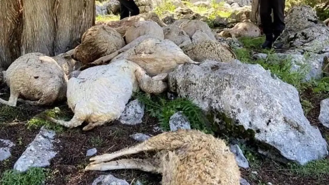 Yıldırımın isabet ettiği 27 koyun öldü