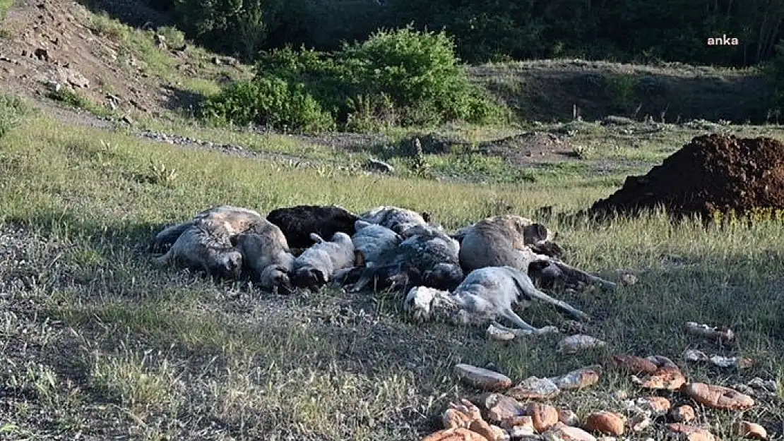 Yozgat'ta 20 sokak köpeği iğne ile katledildi