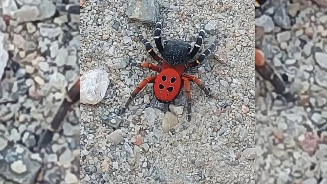 Zehirli uğur böceği örümceği şimdi ise Manisa’da gözüktü