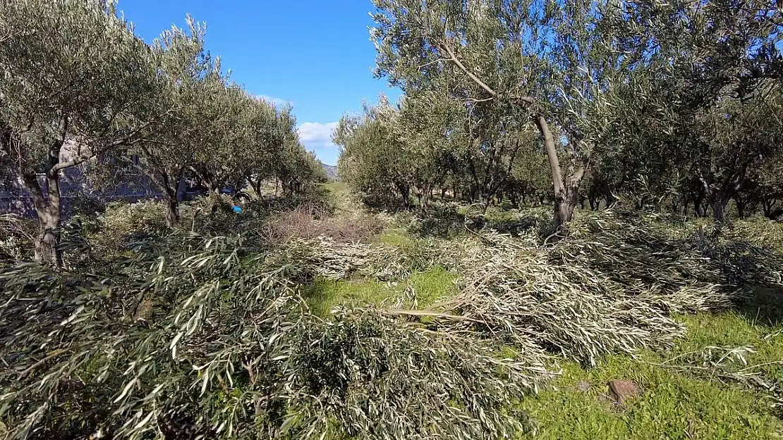 Zeytin ağaçlarında budama başladı!