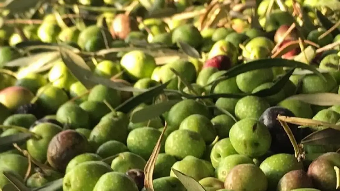 Zeytin üreticileri dikkat! 'Ekonomik kayba yol açabilir'