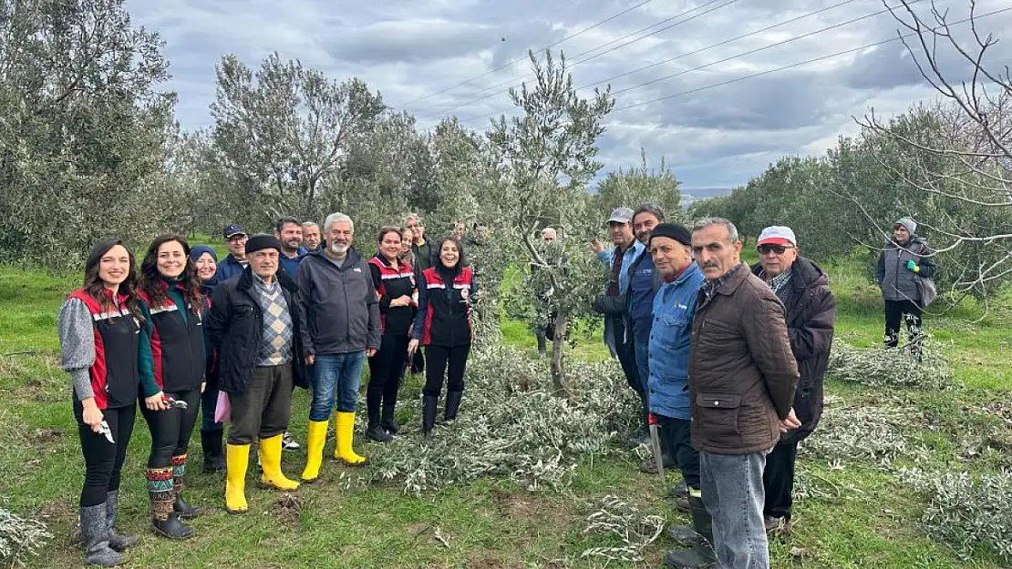 Zeytin üreticilerine budama kursu: Daha verimli zeytin hasadı için ne yapılmalı?