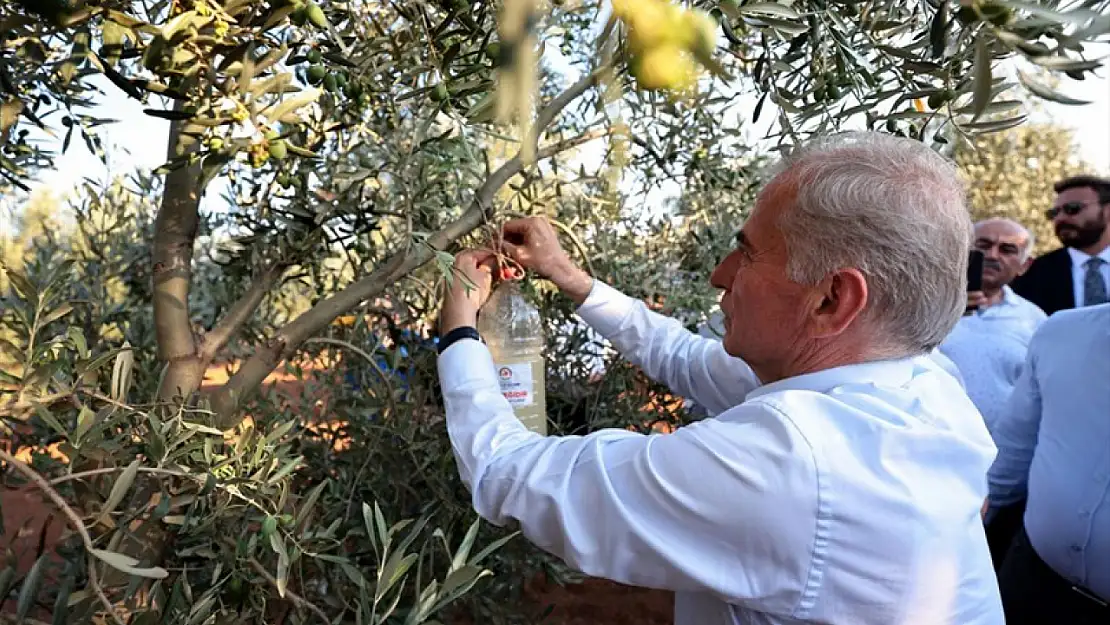 Zeytin zararlılarıyla mücadele başladı