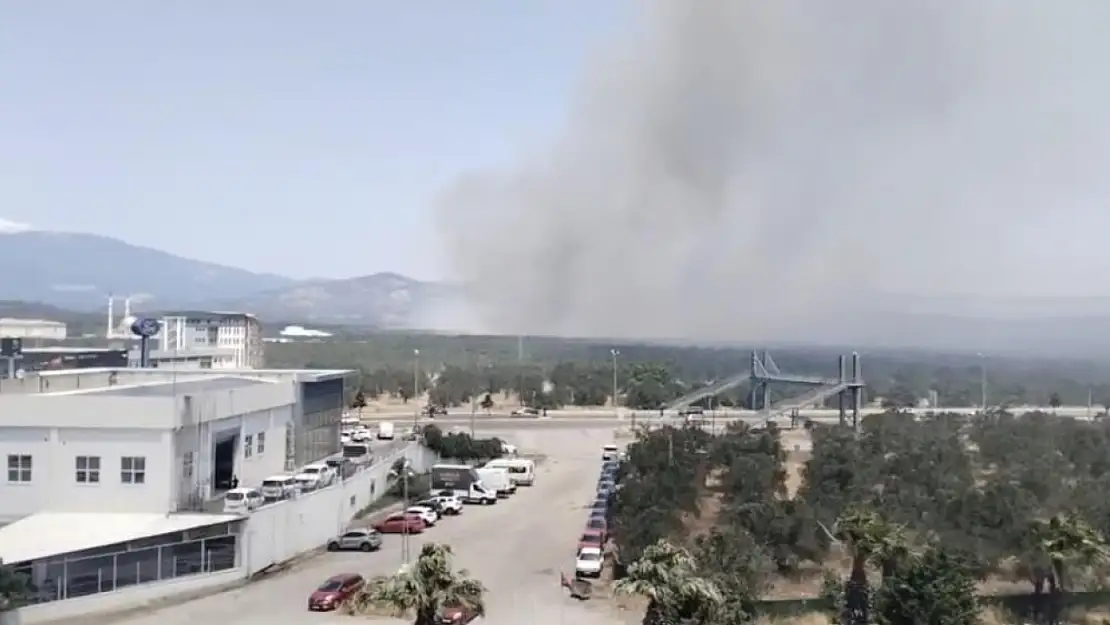 Zeytinlik alanda yangın paniği: Ekipler seferber oldu