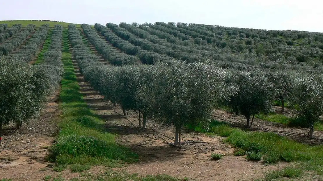 Zeytinlik yatırımı yapmak isteyenlere fırsat: Milyonluk zeytin bahçeleri satışa çıkacak!