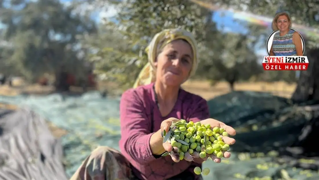 Zeytinyağında yüksek  rekolte rafa ucuzluk olarak yansır mı?