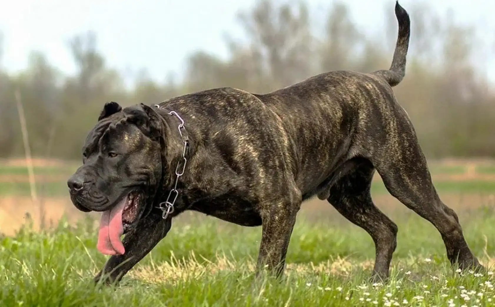 Dünyanın en korkusuz ve güçlü 10 köpek ırkı