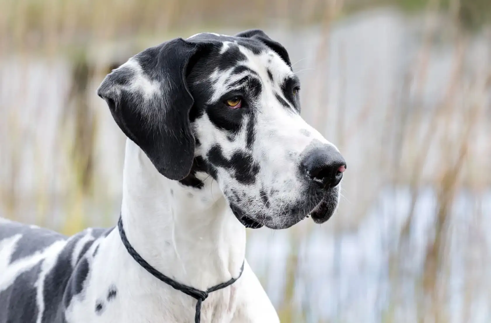Dünyanın en korkusuz ve güçlü 10 köpek ırkı