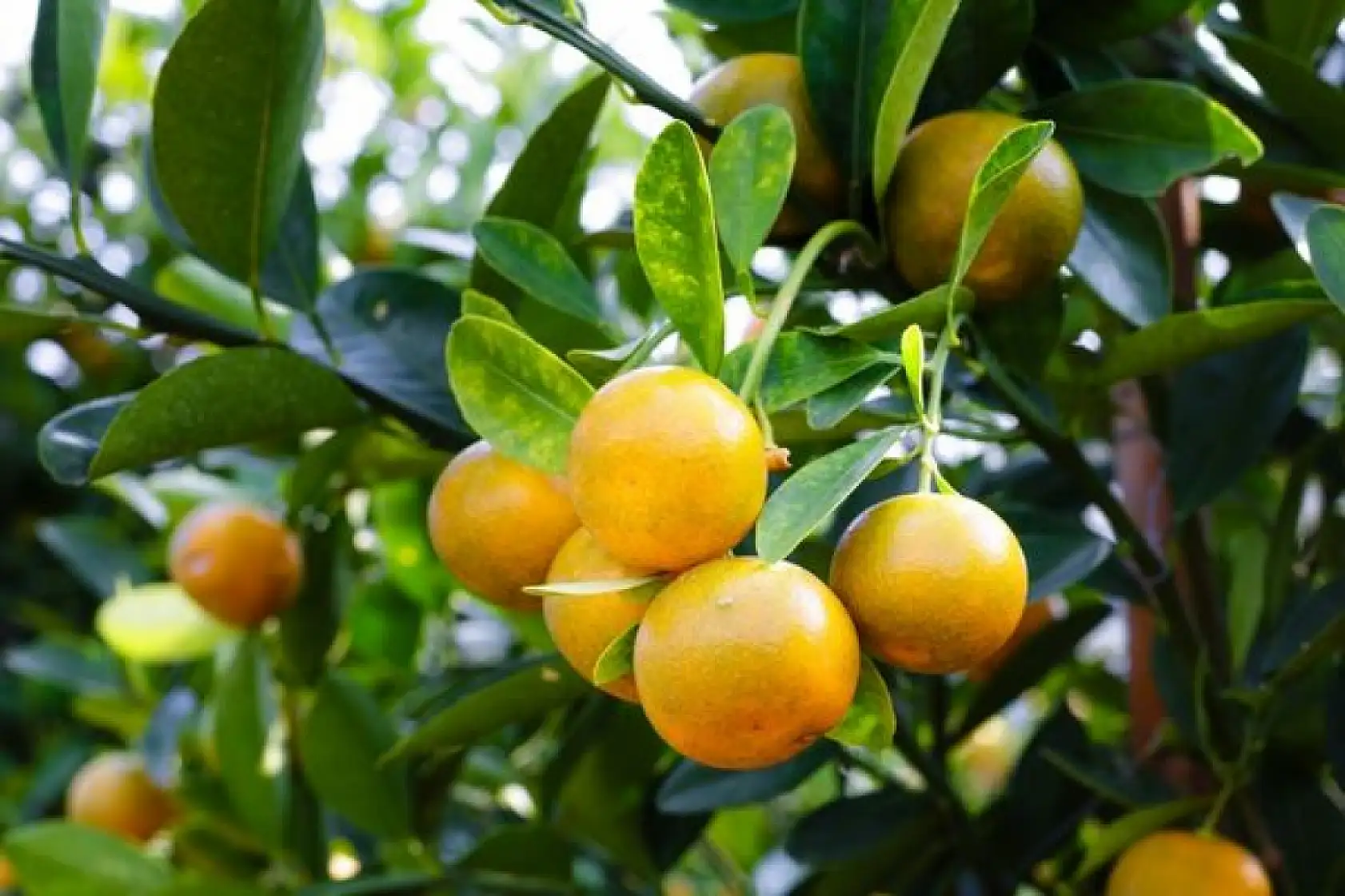 Türkiye'de yetişen mandalina çeşitleri ve özellikleri: Sağlık ve lezzetin mükemmel uyumu