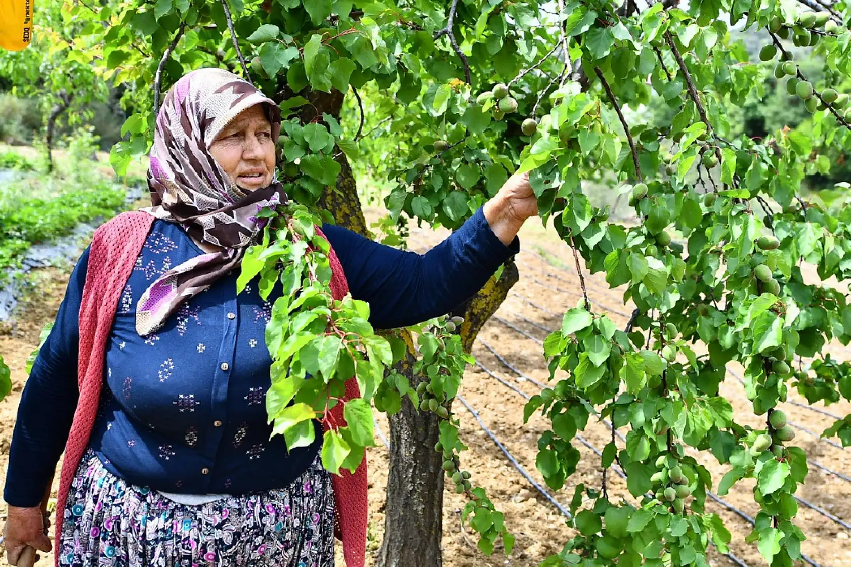 İzmir'de her hafta kuruluyor ama çoğu kişi bilmiyor: Bu pazarda her ürün sertifikalı