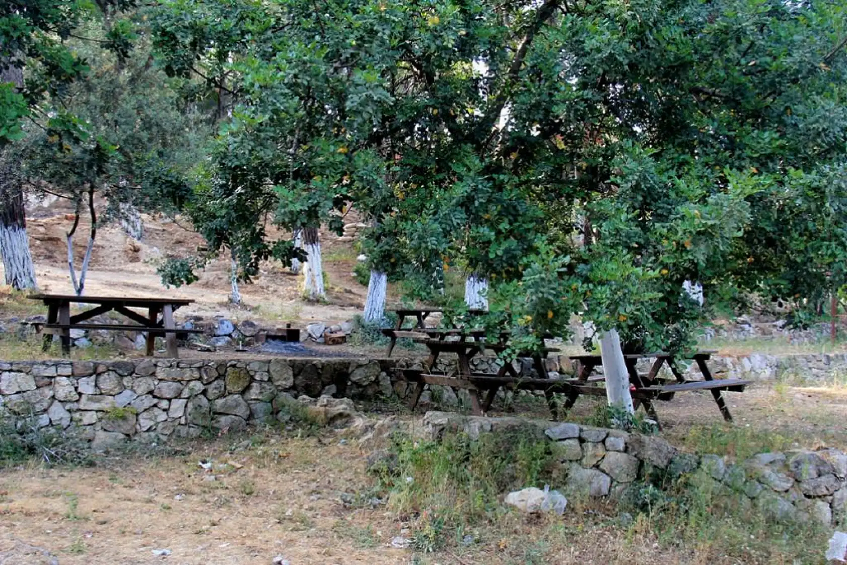 Urla'da cennetten bir köşe: Çam ağaçları altında pırıl pırıl deniz manzarası ile İzmirlilerin yeni gözdesi oldu