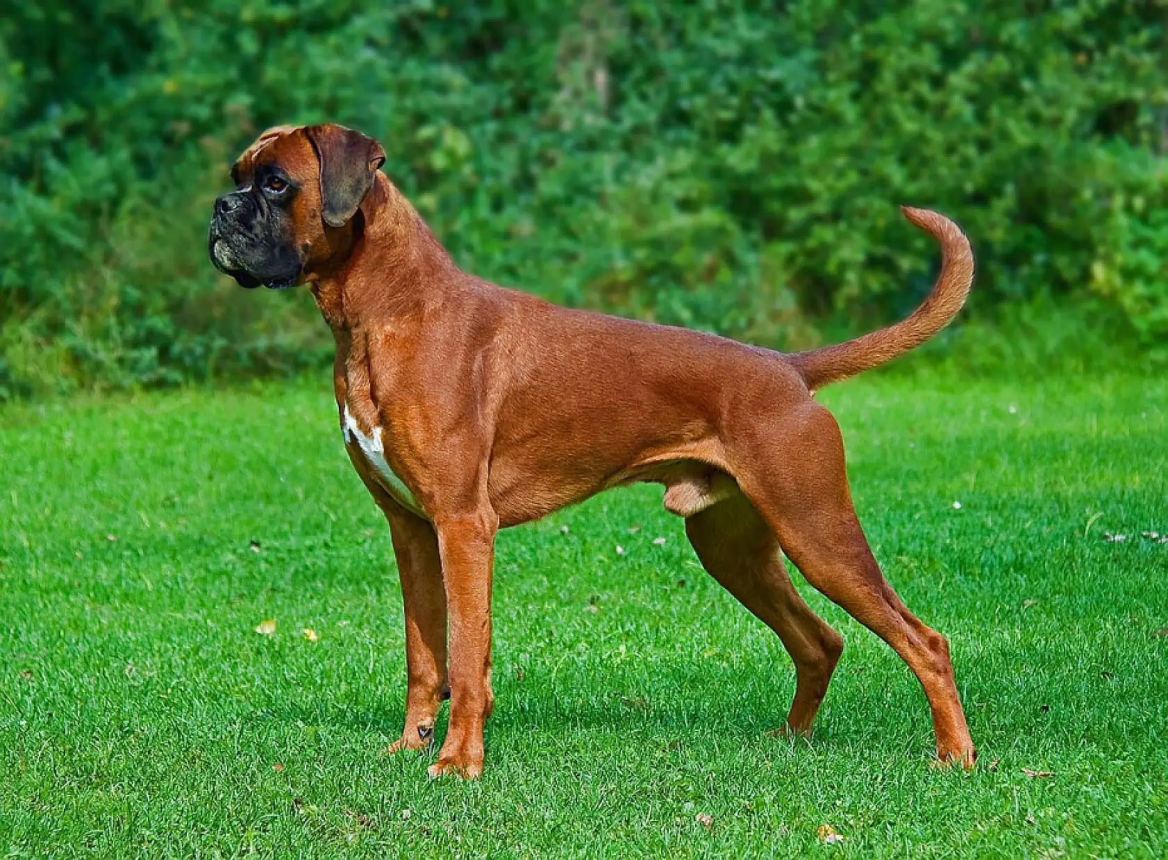 Dünyanın en korkusuz ve güçlü 10 köpek ırkı