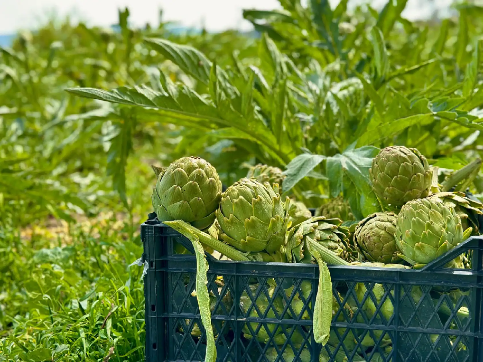 Bu festivale gitmeyen İzmirli kalmayacak- Binlerce kişinin Urla'ya akın etmesi bekleniyor- Sadece bir etkinlik değil, hafızalara kazınacak...
