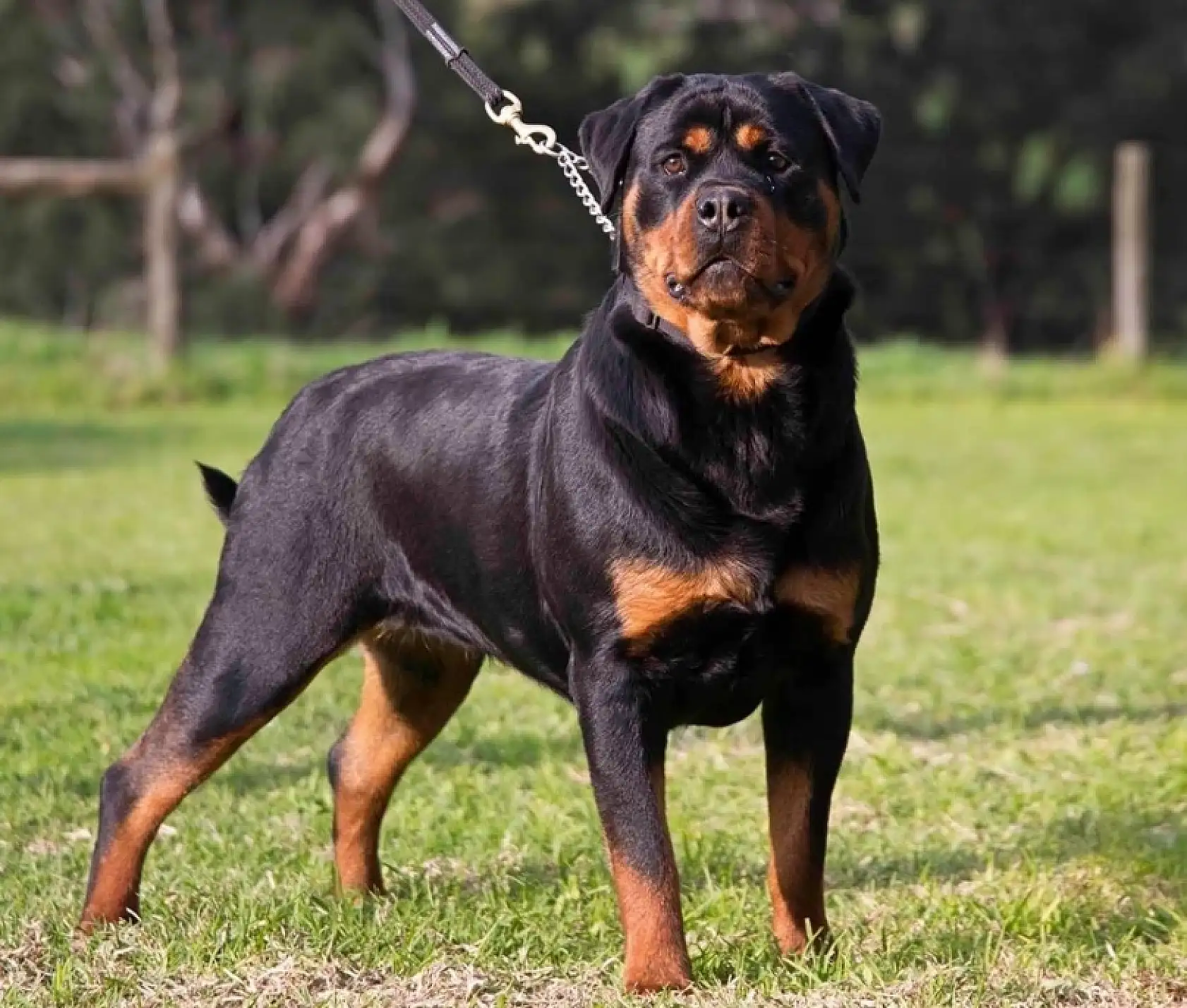 Dünyanın en korkusuz ve güçlü 10 köpek ırkı
