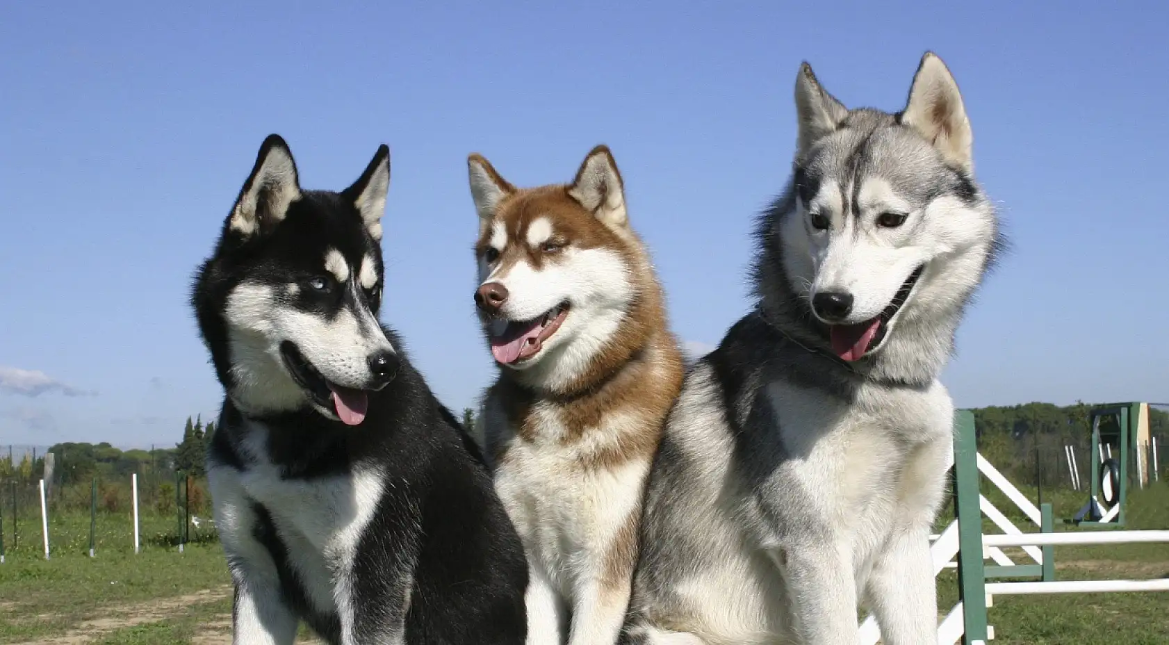 Dünyanın en korkusuz ve güçlü 10 köpek ırkı