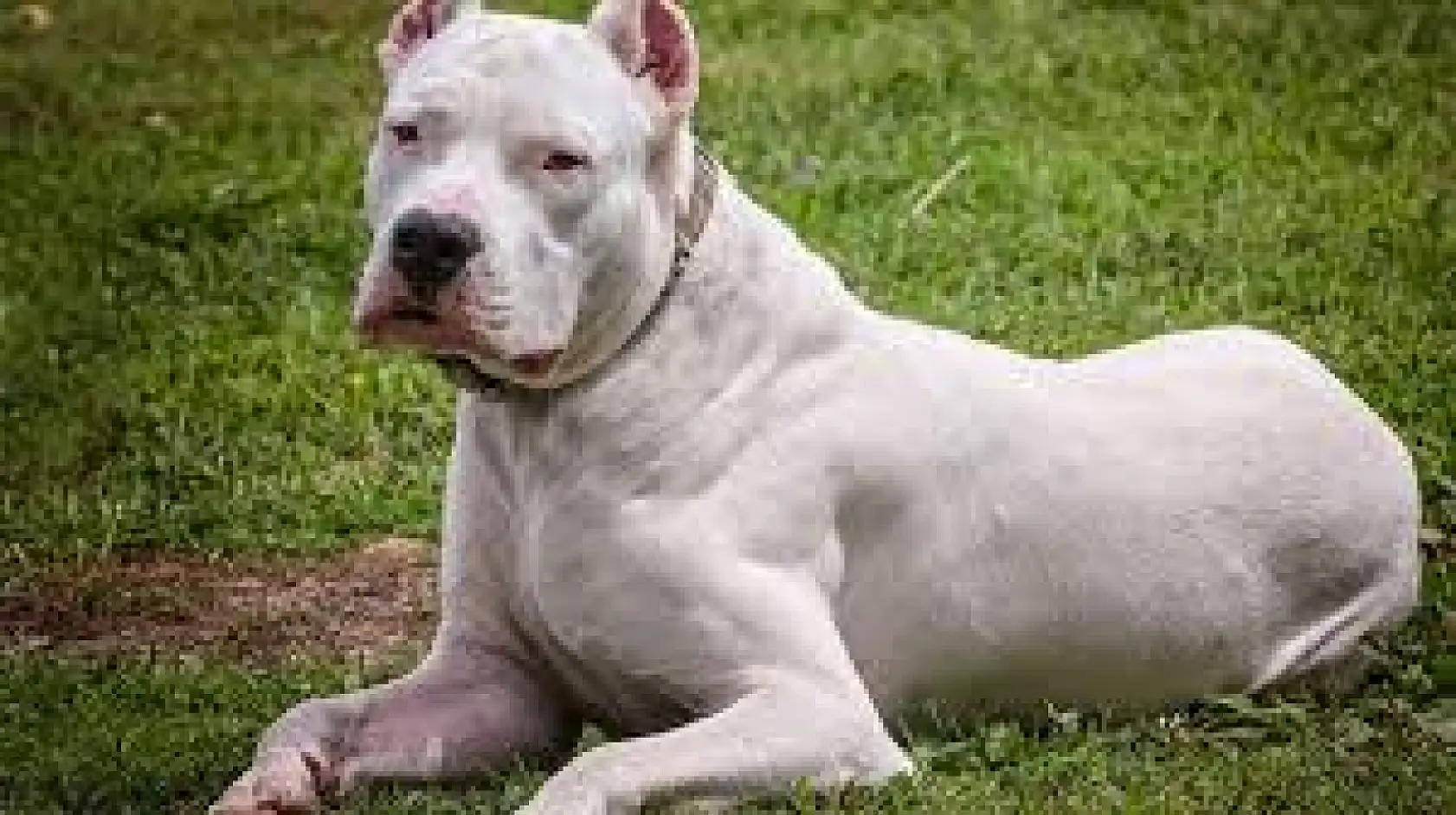 Dünyanın en korkusuz ve güçlü 10 köpek ırkı