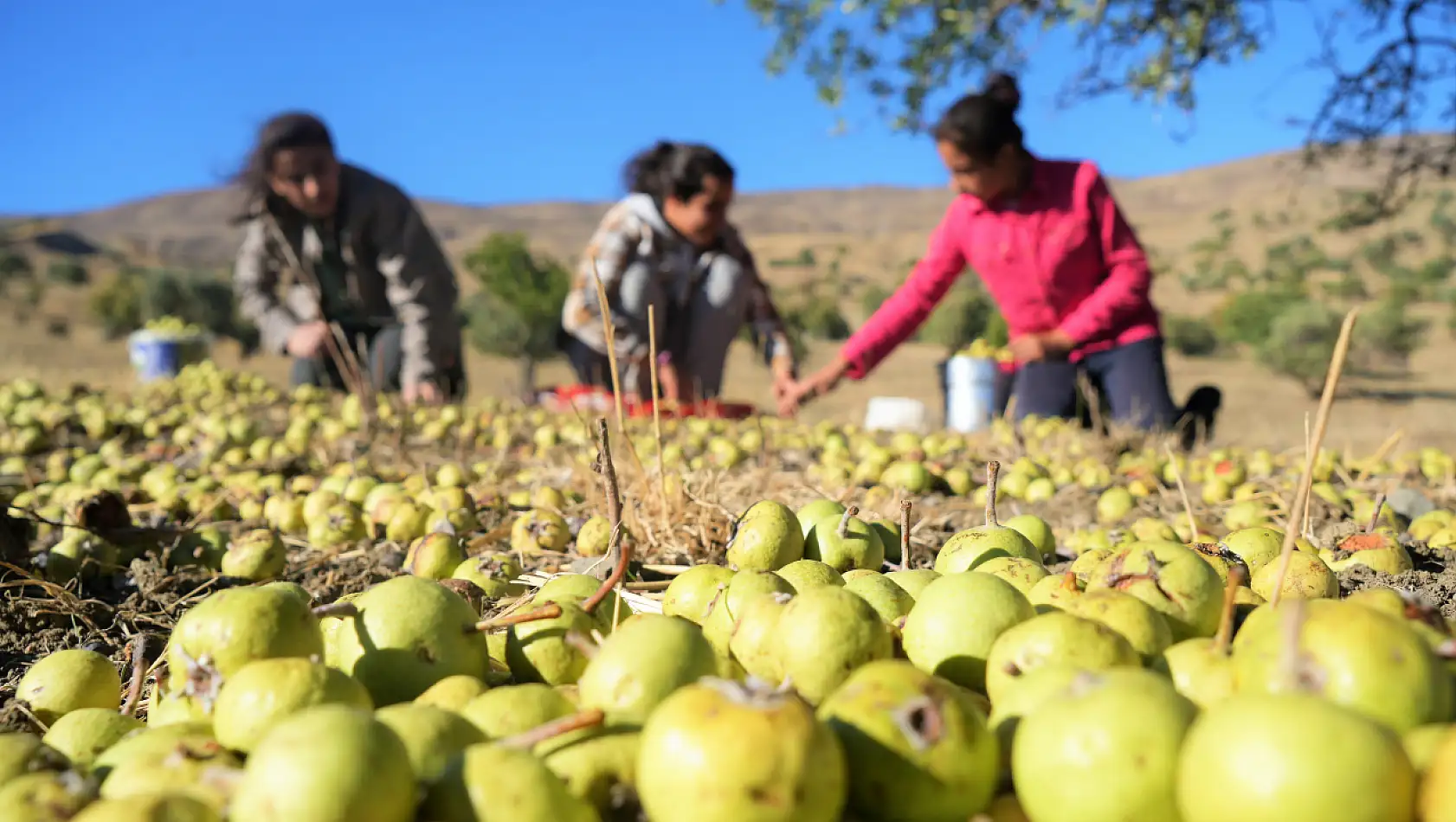 Ahlat hasadı çocuk neşesiyle harmanlanıyor