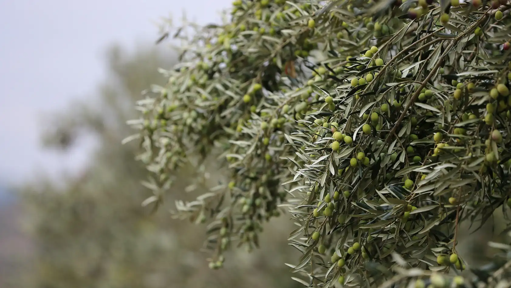 Aliağa'da Zeytin Hasadı Şenliği heyecanı başlıyor 