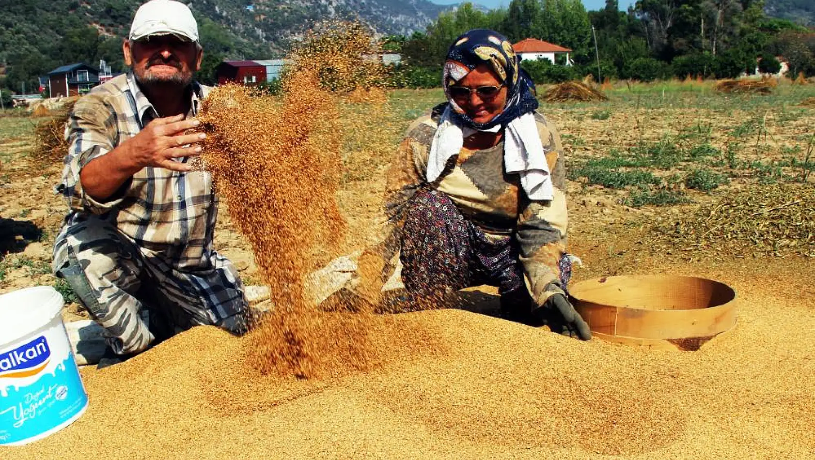 ‘Altın susam’ hasadı başladı: En büyük pazar Japonya