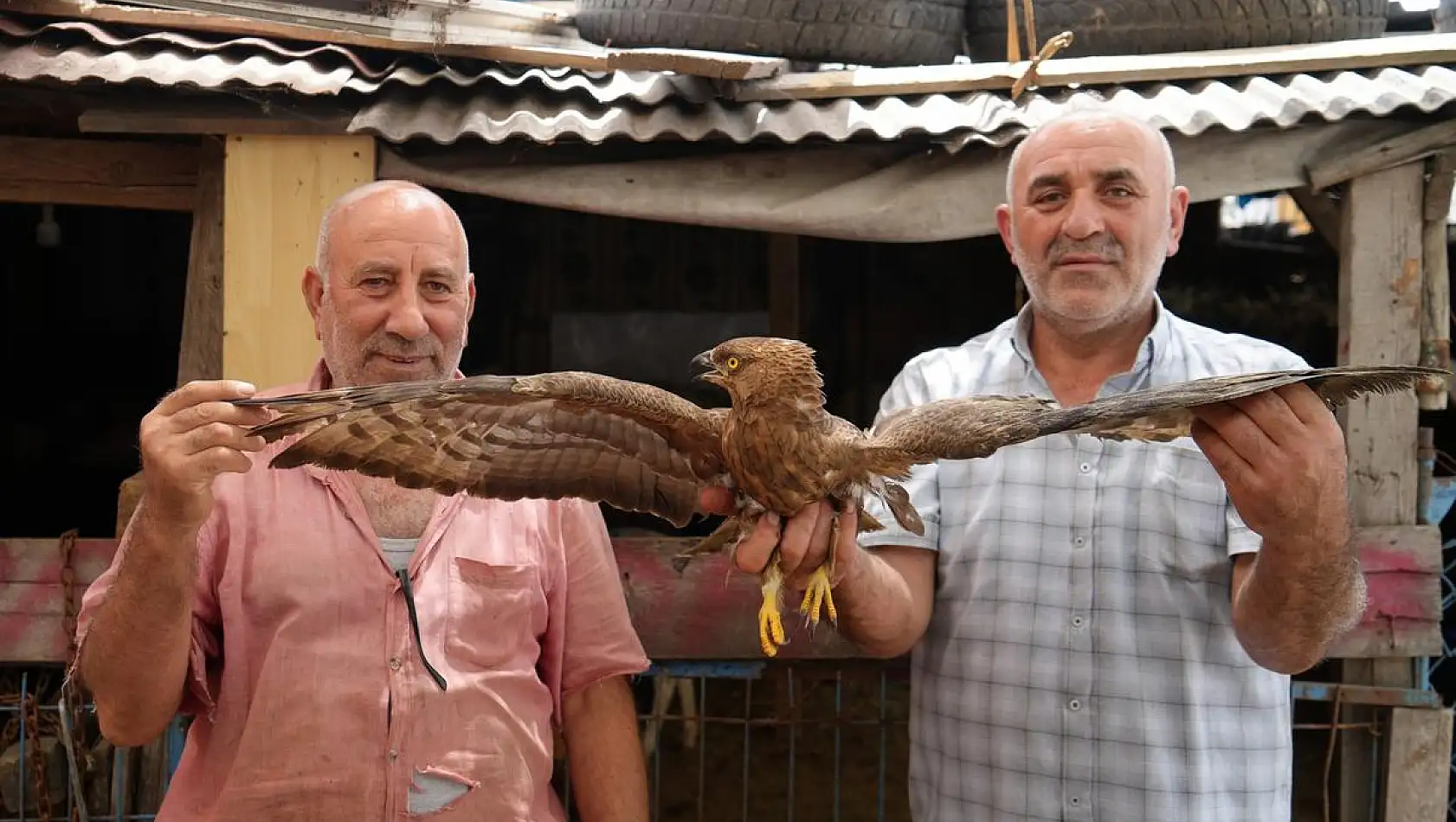 Arnavutköy’de şefkatli eller, yaralı şahinin umut ışığı oldu