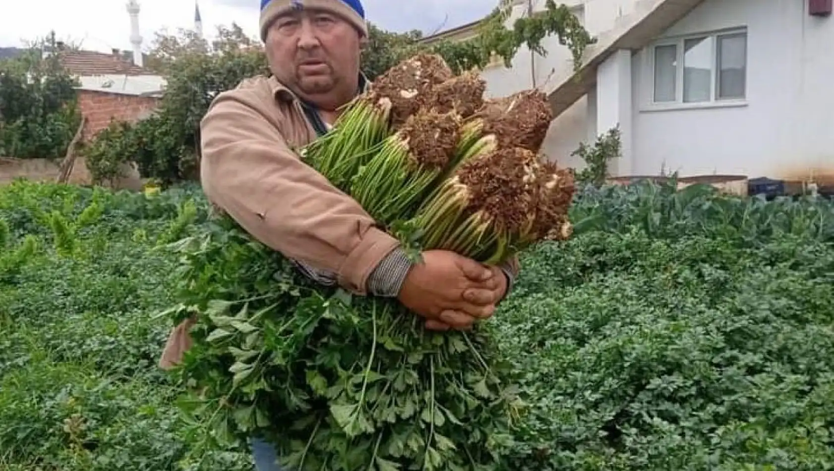 Atalık tohumla üretilen kerevizlere büyük ilgi